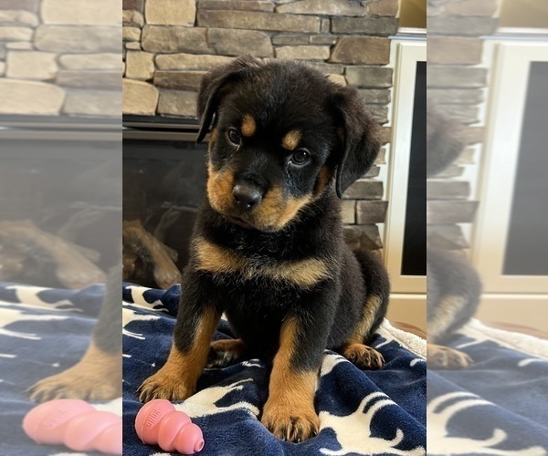 Medium Photo #4 Rottweiler Puppy For Sale in NOBLESVILLE, IN, USA