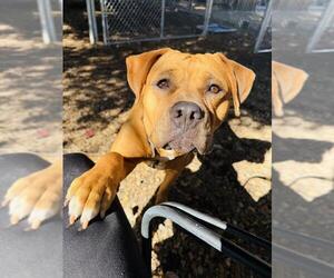 CHYLA - Female Boxer-Bullmastiff Mix Dog for Adoption - Photo #2