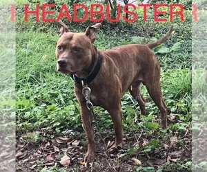 Father of the American Pit Bull Terrier puppies born on 07/10/2025