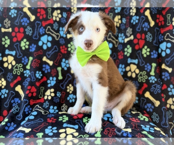Medium Photo #9 Miniature Australian Shepherd Puppy For Sale in LAKELAND, FL, USA