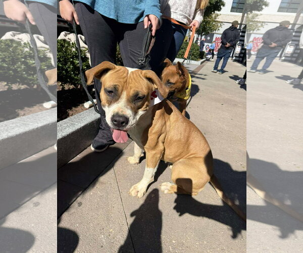 Medium Photo #13 Boxer-Unknown Mix Puppy For Sale in Holly Springs, NC, USA
