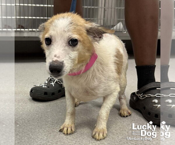 Medium Photo #1 Jack Russell Terrier-Unknown Mix Puppy For Sale in Washington, DC, USA