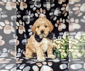 Cock-A-Poo Puppy for sale in NEW HOLLAND, PA, USA