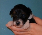 Small Photo #3 Collie-Poodle (Miniature) Mix Puppy For Sale in PERU, IN, USA