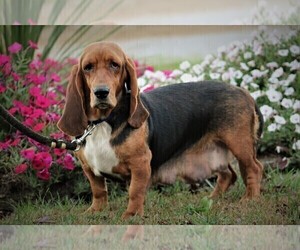 Mother of the Basset Hound puppies born on 09/20/2022