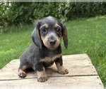 Small #1 Dachshund