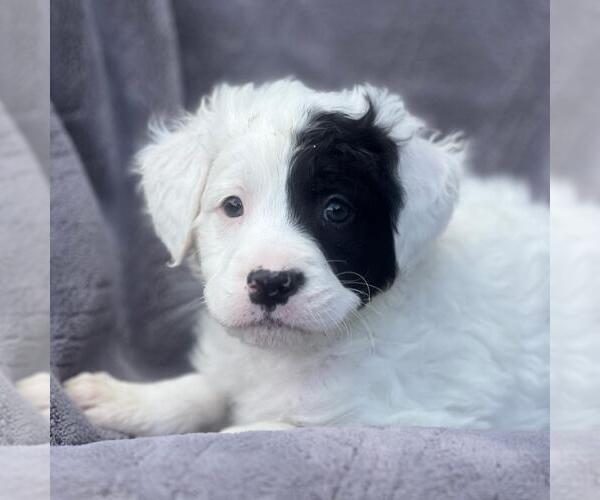 Medium Photo #1 Labrador Retriever-Unknown Mix Puppy For Sale in San Diego, CA, USA