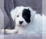 Small Labrador Retriever Mix