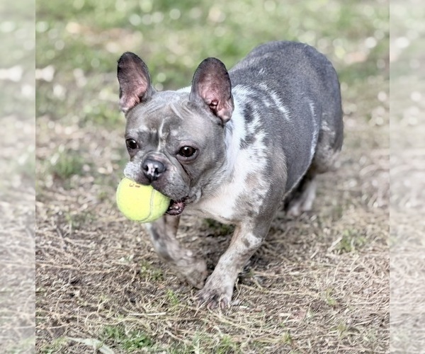 Medium Photo #1 French Bulldog Puppy For Sale in NAPLES, FL, USA