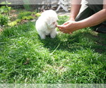 Small Photo #18 Coton de Tulear Puppy For Sale in COLUMBIA, MO, USA