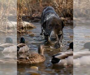 German Shorthaired Pointer Dogs for adoption in Globe, AZ, USA