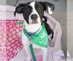 Dakota - Female Lab-Pointer Dog for Adoption - Small photo