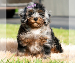 Small #1 Poodle (Miniature)