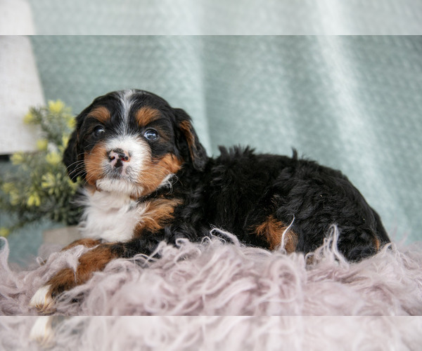 Medium Photo #17 Bernedoodle (Miniature) Puppy For Sale in PARADISE, PA, USA