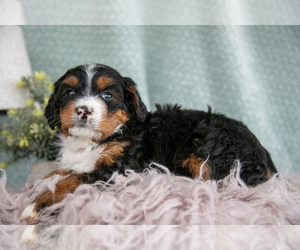 Medium Bernedoodle (Miniature)