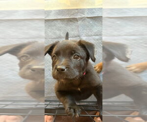 Mutt Dogs for adoption in Aurora, IN, USA