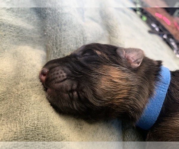Medium Photo #5 German Shepherd Dog Puppy For Sale in PINON HILLS, CA, USA