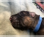 Small #4 German Shepherd Dog