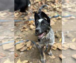 Mutt Dogs for adoption in Paso Robles, CA, USA