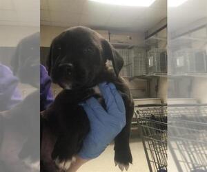 Labrador Retriever-Unknown Mix Dogs for adoption in Conroe, TX, USA