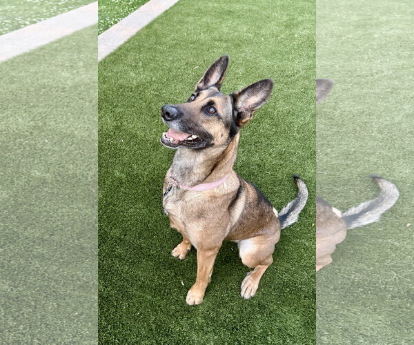 Medium Photo #1 German Shepherd Dog Puppy For Sale in La Grange , NC, USA