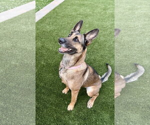 German Shepherd Dog Dogs for adoption in La Grange , NC, USA