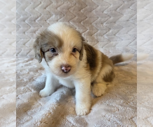Medium Photo #7 Aussiedoodle Puppy For Sale in WILLS POINT, TX, USA