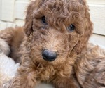 Small Goldendoodle