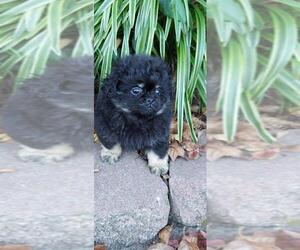 Peke-A-Poo Puppy for sale in LAUREL, MS, USA
