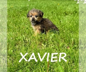 Shorkie Tzu Puppy for sale in HARTLAND, MN, USA