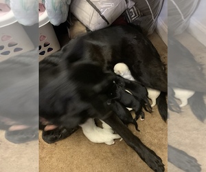 German Shepherd Dog-Siberian Husky Mix Puppy for sale in ALPHARETTA, GA, USA