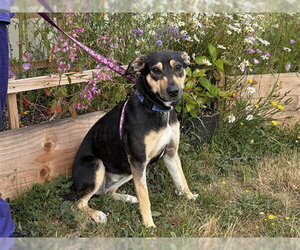 Mutt Dogs for adoption in McKinleyville, CA, USA