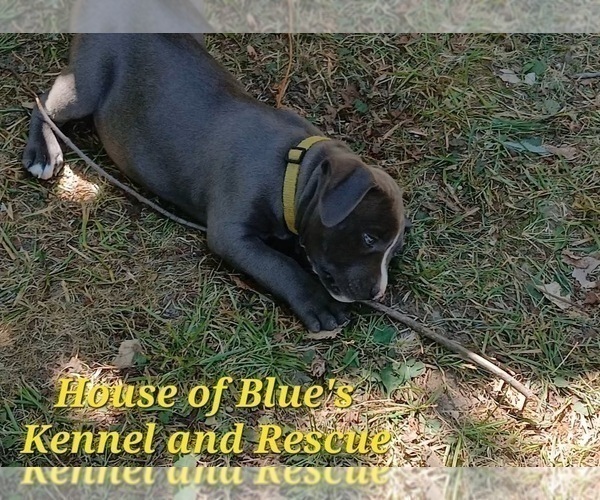 Medium Photo #7 American Pit Bull Terrier Puppy For Sale in DELAWARE, OH, USA