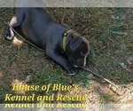 Small Photo #7 American Pit Bull Terrier Puppy For Sale in DELAWARE, OH, USA