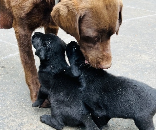 Medium Photo #6 Labrador Retriever Puppy For Sale in AUBURN, CA, USA