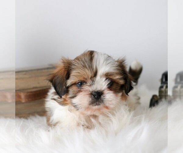 Medium Photo #3 Shih Tzu Puppy For Sale in ARTHUR, IL, USA