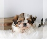 Small #2 Shih Tzu