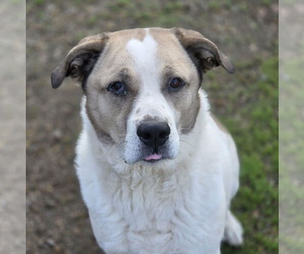 Medium Photo #3 Anatolian Shepherd-Labrador Retriever Mix Puppy For Sale in Anniston, AL, USA