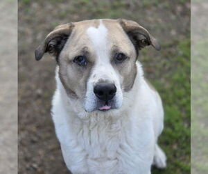 Max - Male Anatolian Shepherd-Labrador Retriever Mix Dog for Adoption - Photo #3