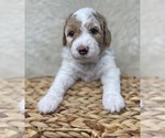 Small Photo #55 Double Doodle Puppy For Sale in PIERSON, FL, USA