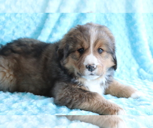 Bearded Collie-Bernese Mountain Dog Mix Puppy for sale in SHILOH, OH, USA