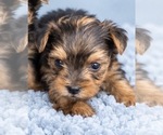 Puppy 1 Yorkshire Terrier