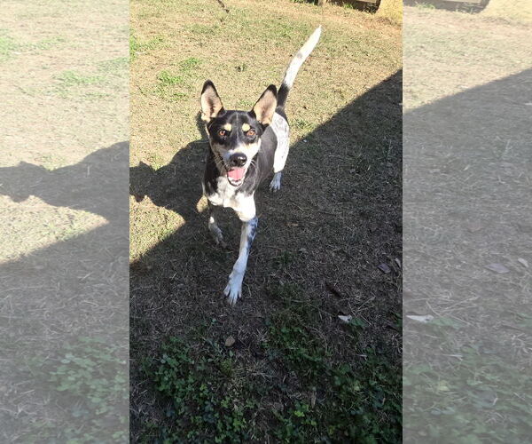 Medium Photo #1 Mutt Puppy For Sale in Jackson, MS, USA