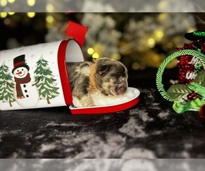 French Bulldog Puppy for sale in SPRINGFIELD, MO, USA