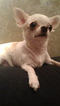 Small Photo #5 Chihuahua Puppy For Sale in SAINT PETERSBURG, FL, USA