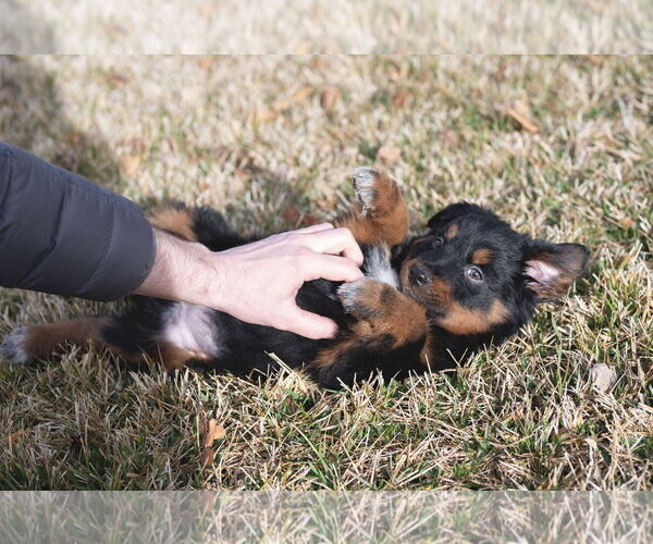 Medium Photo #3 Collie-Unknown Mix Puppy For Sale in Sandy, UT, USA