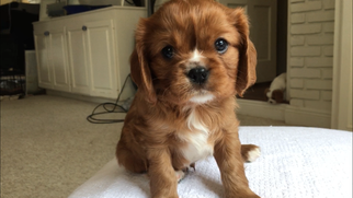 View Ad Cavalier King Charles Spaniel Litter Of Puppies For Sale