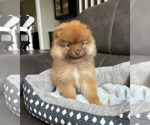 Medium Photo #2 Pomeranian Puppy For Sale in FRANKLIN, IN, USA