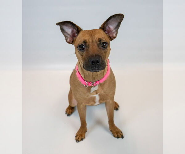 Medium Photo #6 Miniature Bull Terrier-Unknown Mix Puppy For Sale in Kennesaw, GA, USA