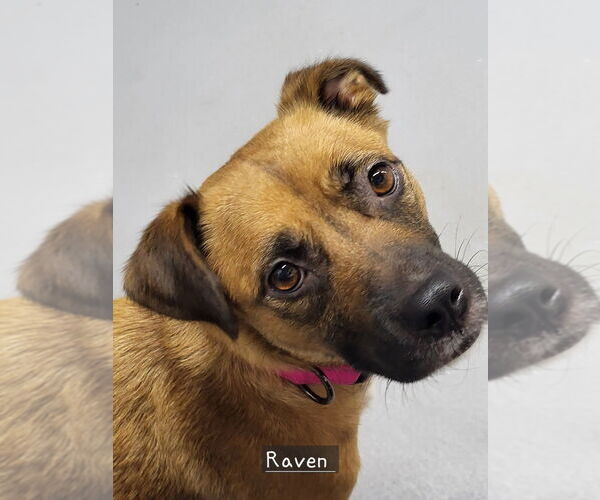 Medium Photo #2 Mutt Puppy For Sale in Ellijay, GA, USA